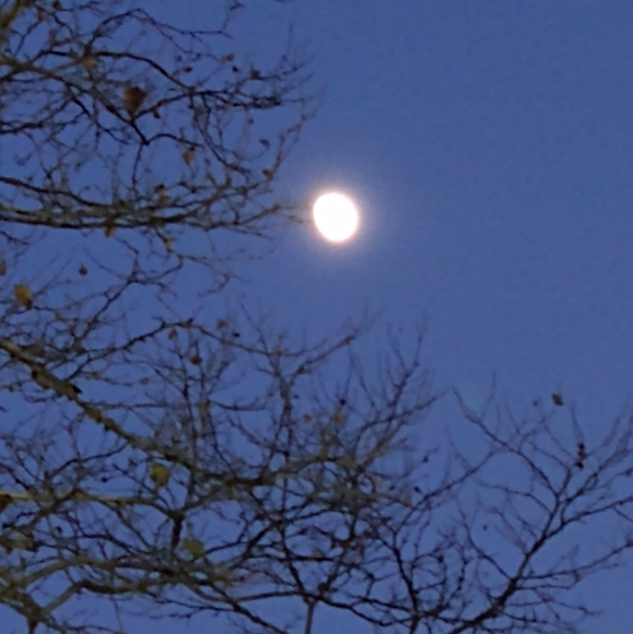 Meet your Posher, Natasha - Picture 10 of 11